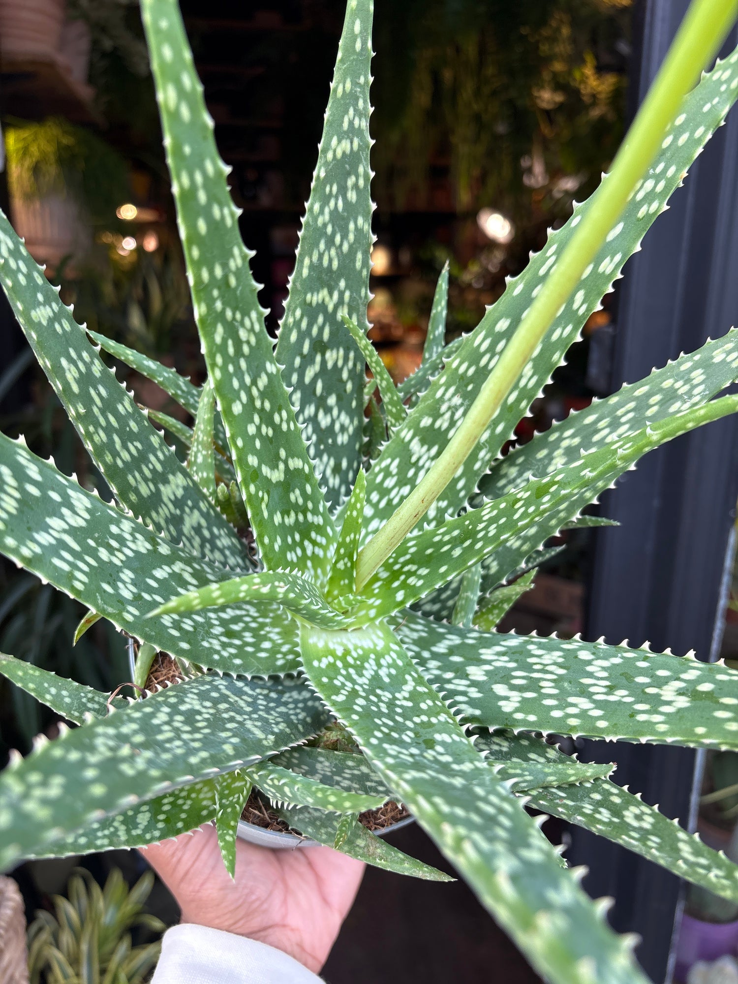 An Aloe Medivera plant in front of Urban Tropicana’s Plant Shop in Chiswick London