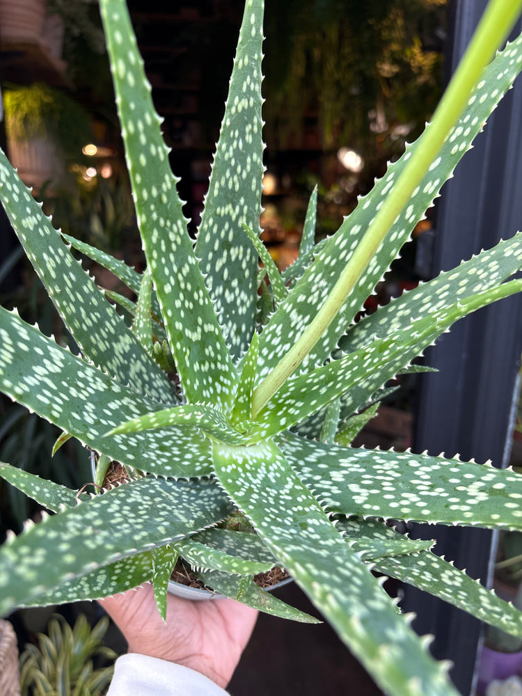 An Aloe Medivera plant in front of Urban Tropicana’s Plant Shop in Chiswick London