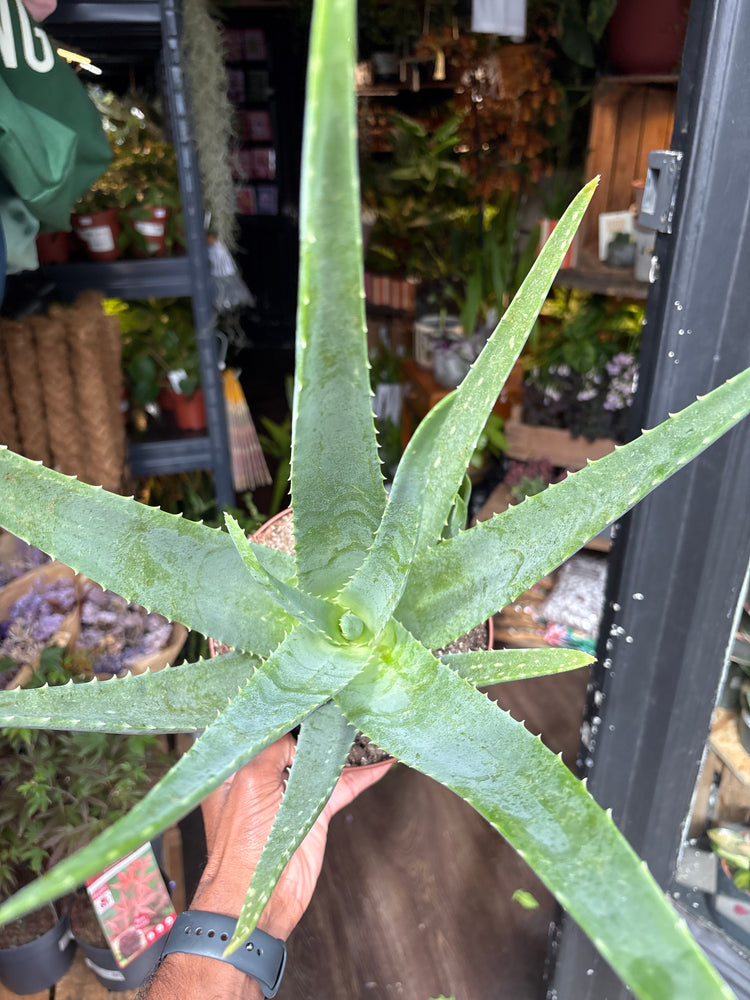 An Aloe Vera plant also known as a Aloe barbadensis miller in front of Urban Tropicana&
