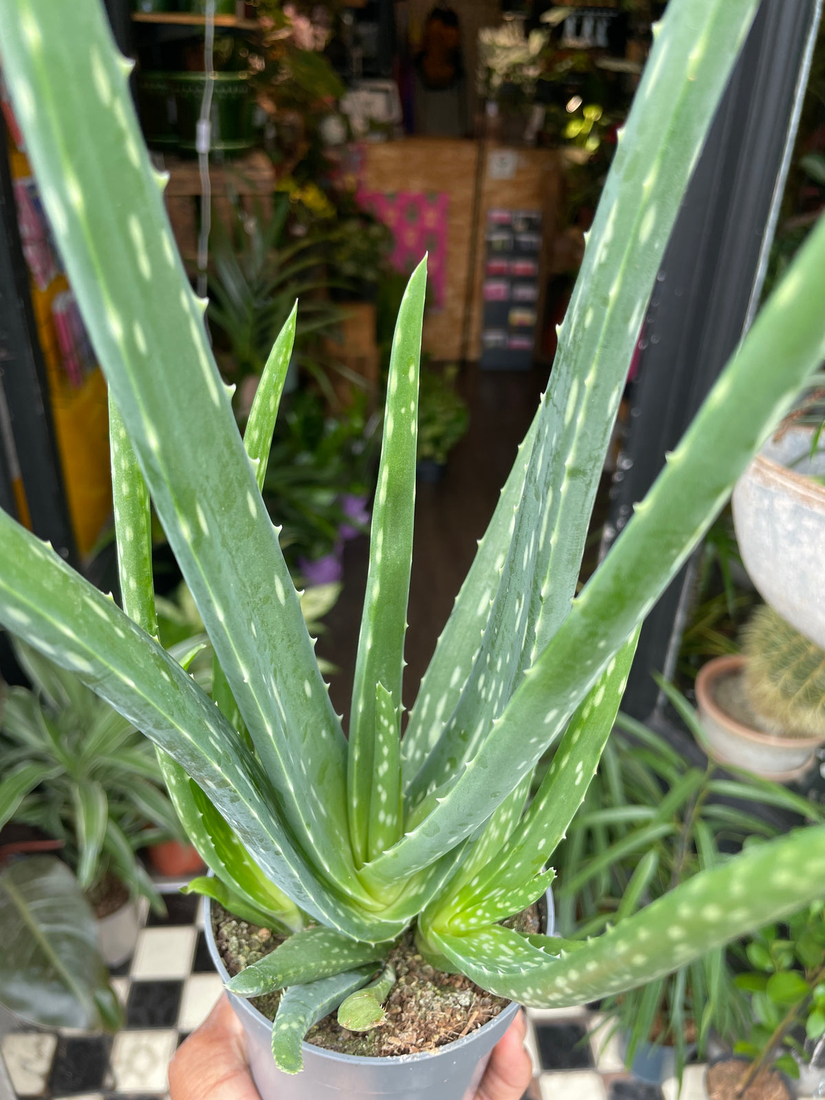 An Aloe vera plant also know as Aloe barbadensis in front of Urban Tropicana&