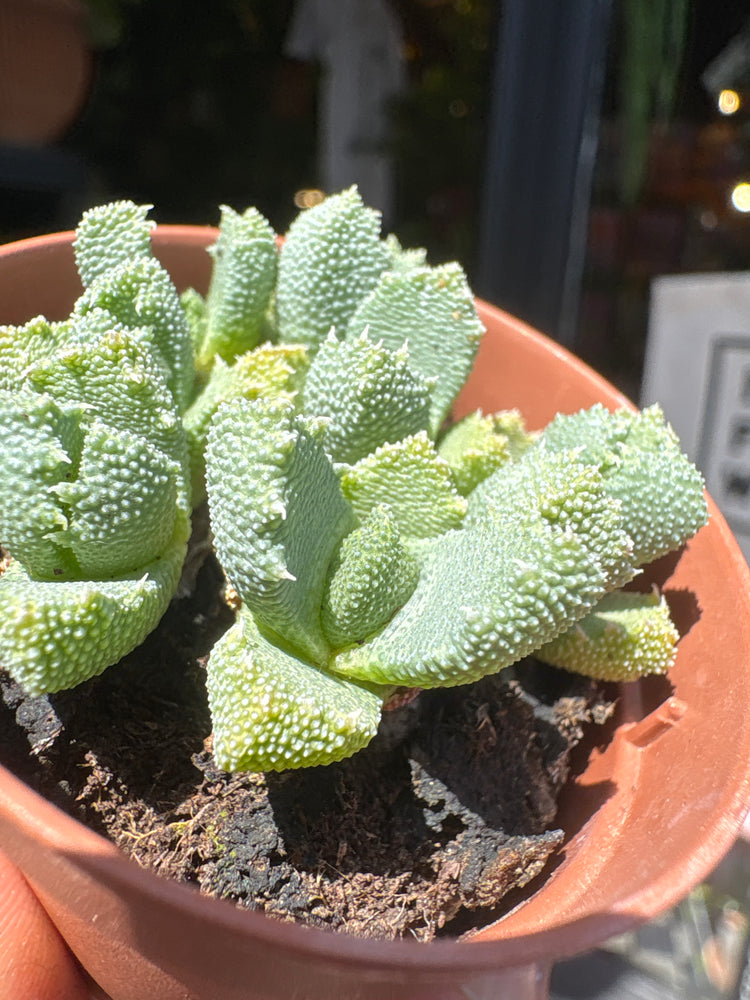 An Aloinopsis Luckhoffii plant in front of Urban Tropicana’s plant shop in Chiswick, London
