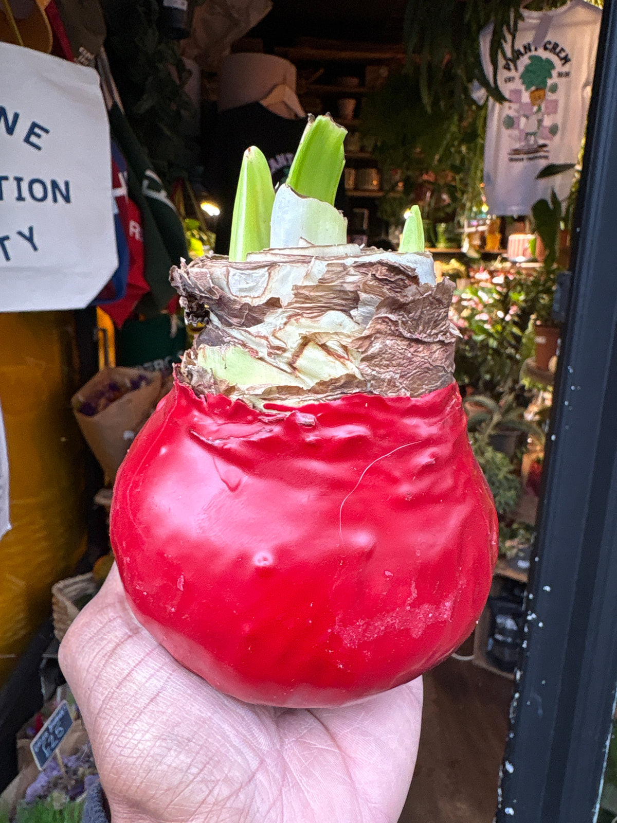 Amaryllis large red wax bulb outside Urban Tropicana plant shop in Chiswick, London