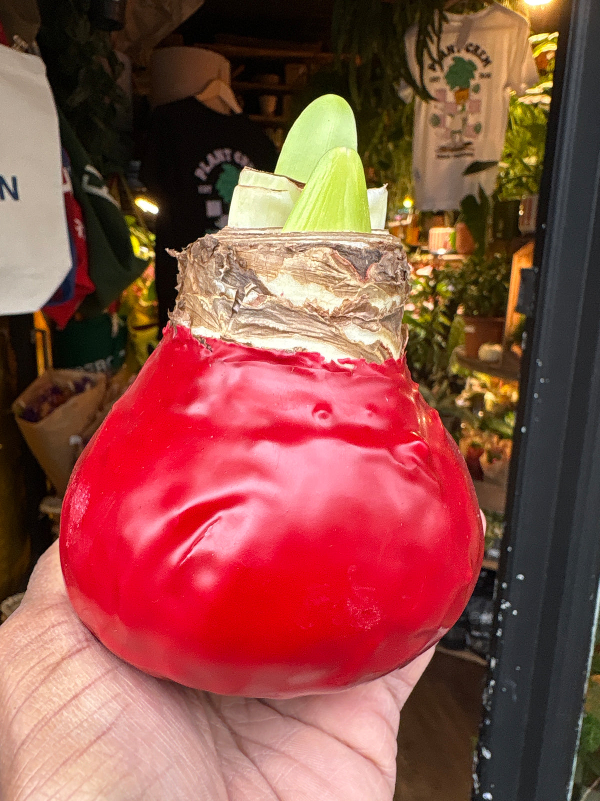 Amaryllis large red wax bulb outside Urban Tropicana plant shop in Chiswick, London