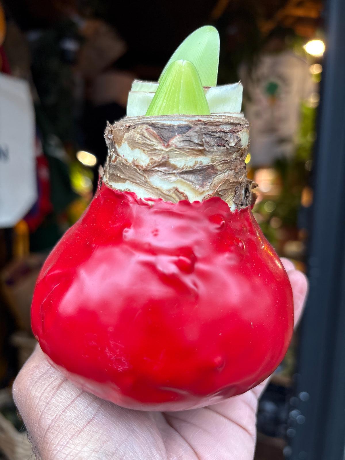 Amaryllis large red wax bulb outside Urban Tropicana plant shop in Chiswick, London