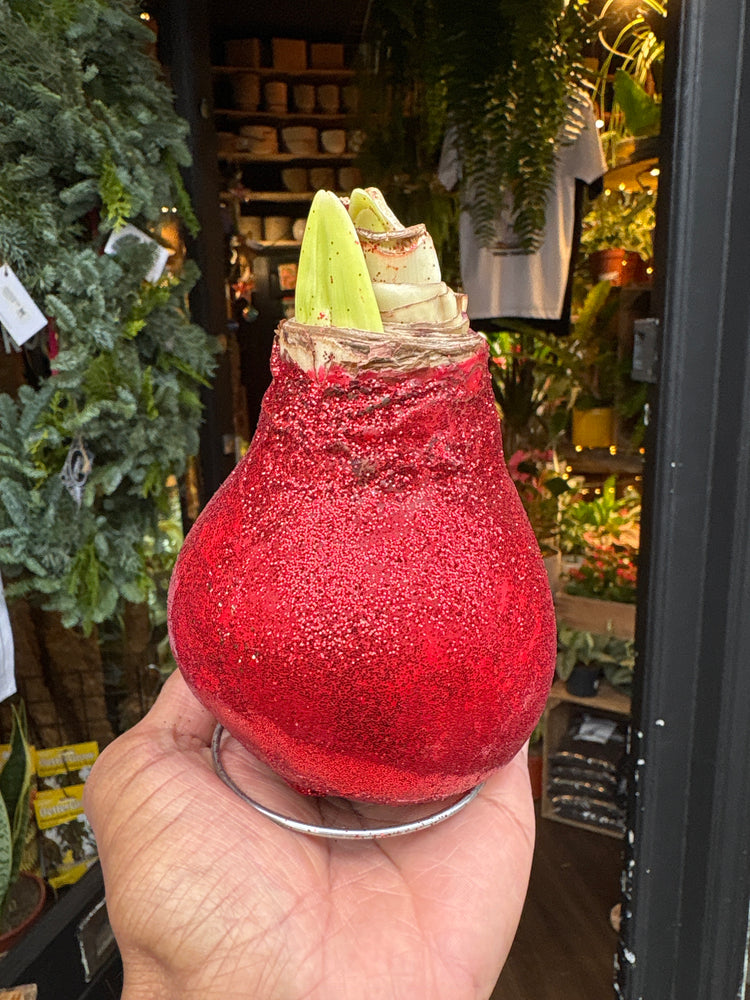 Close-up of Amaryllis Wax Glitter held by a hand