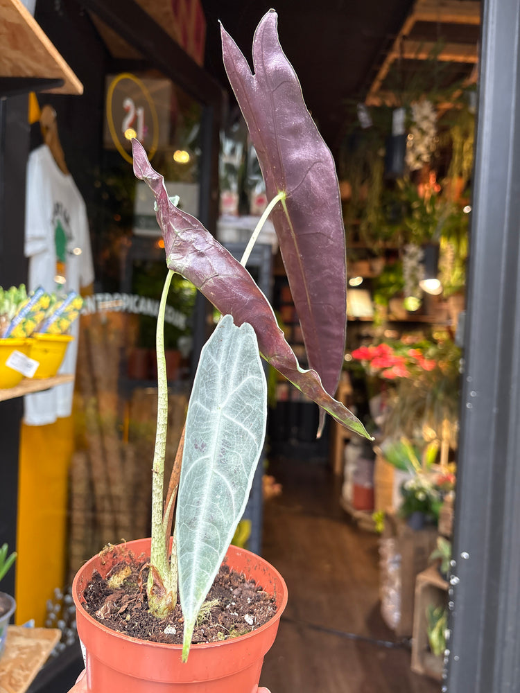 An Alocasia longiloba ‘Purple’ plant in front of Urban Tropicana’s Plant Shop in Chiswick London
