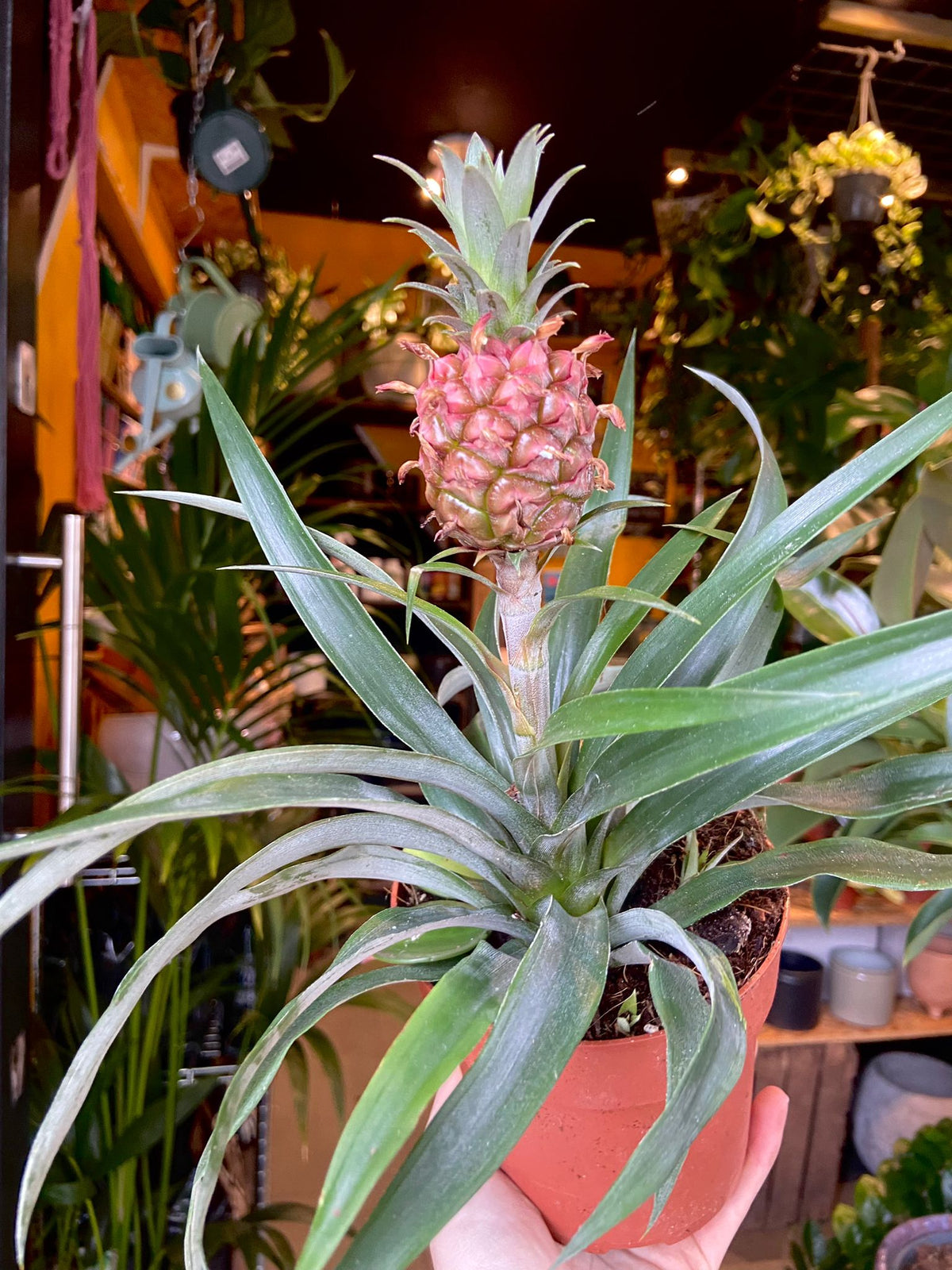 An Ananas Amigo plant also know as Pineapple Plant in front of Urban Tropicana&