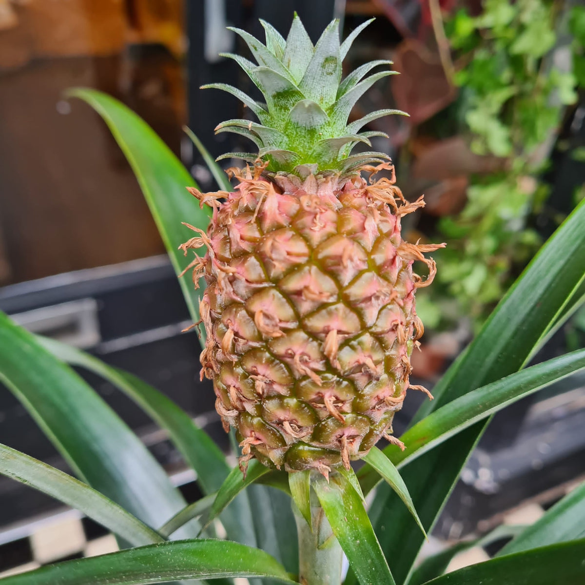 An Ananas Amigo plant also know as Pineapple Plant in front of Urban Tropicana&