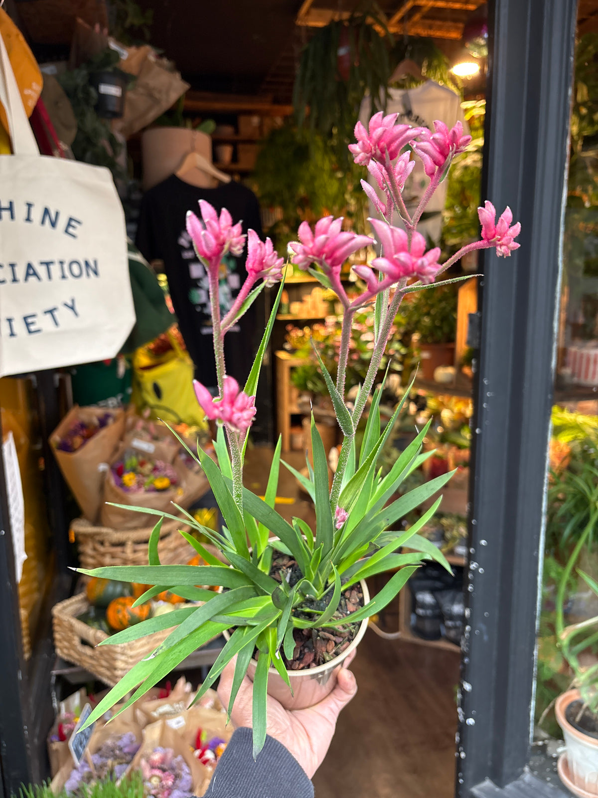 Anigozanthos Pink in 12cm pot outside Urban Tropicana plant shop in Chiswick, London