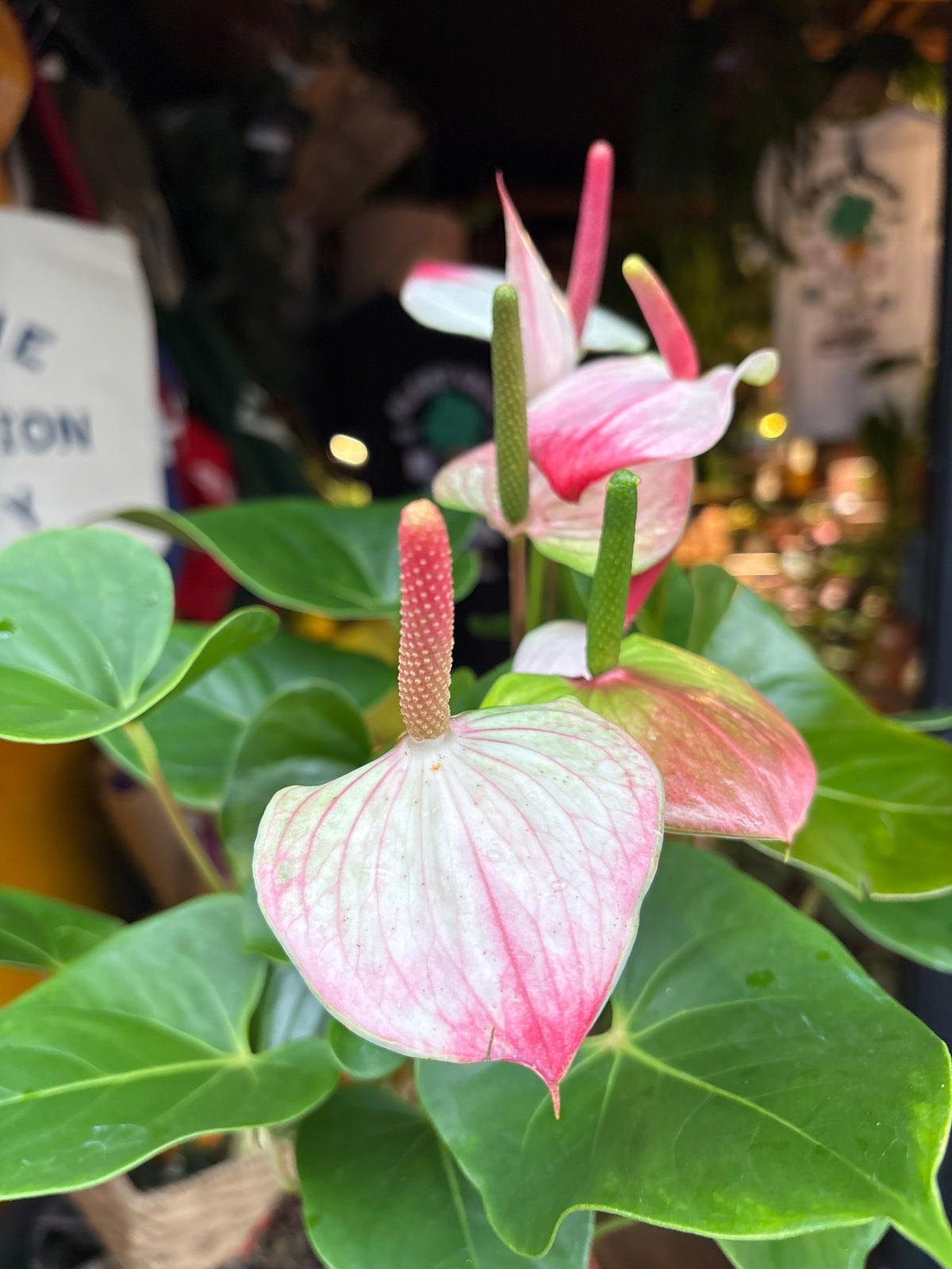 Anthurium ‘Amalia Elegance’ in 17cm pot outside Urban Tropicana plant shop in Chiswick, London