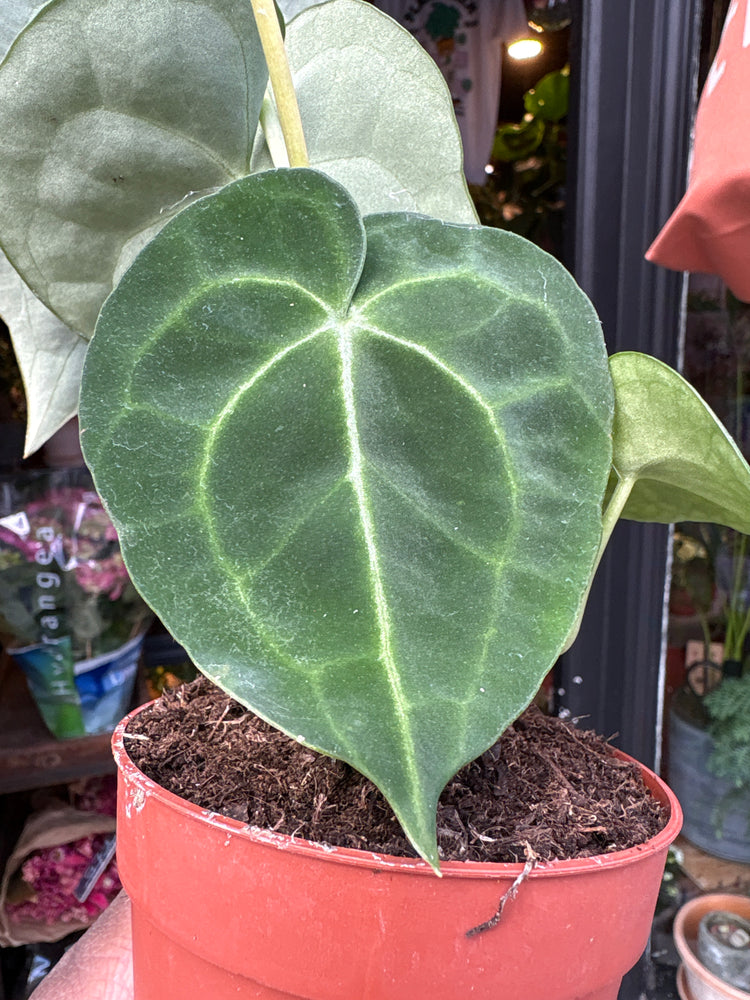 An Anthurium clarinervium plant, with dark green heart-shaped leaves and striking white veins, displayed in front of Urban Tropicana’s Plant Shop in Chiswick, London