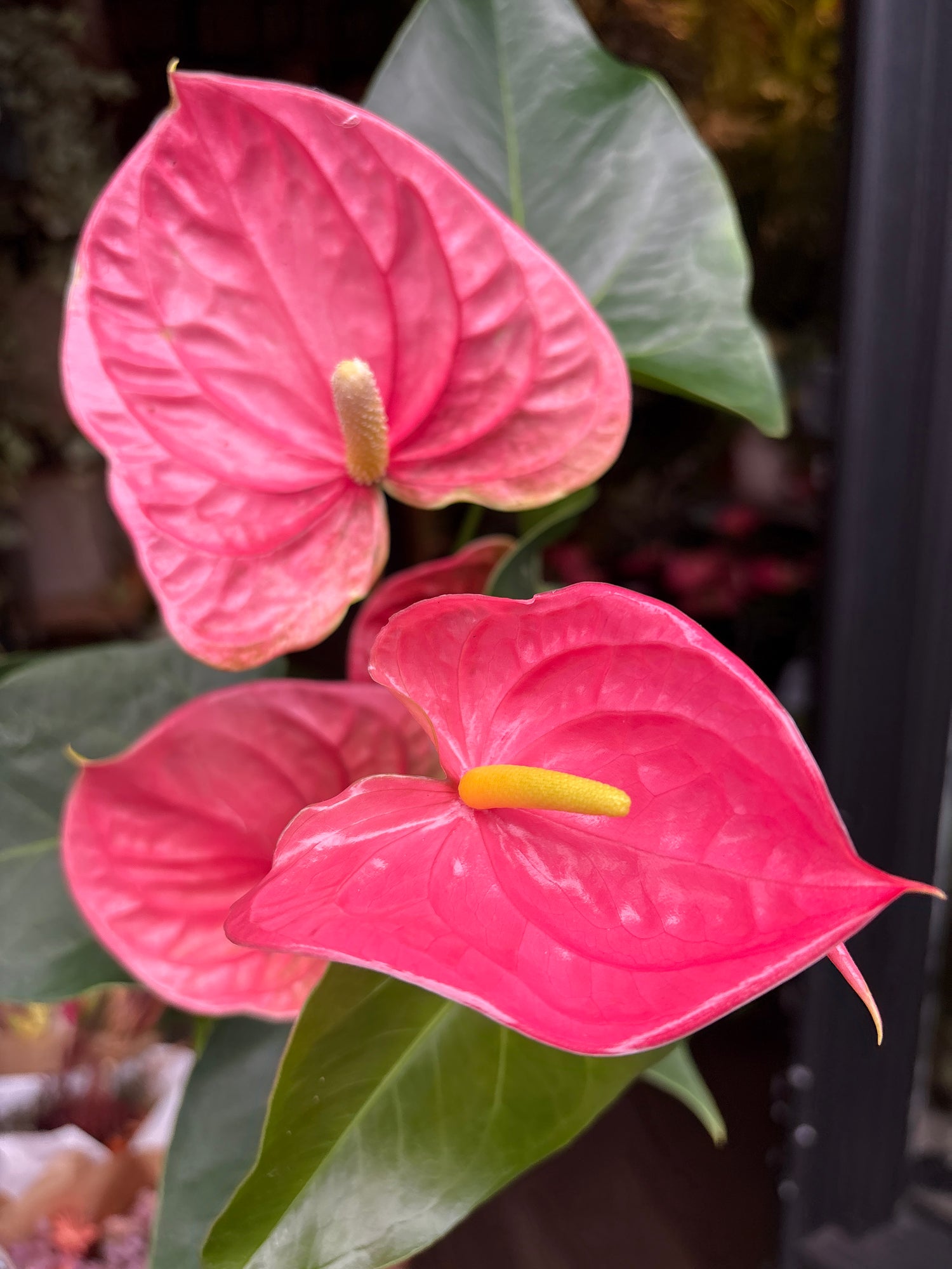 An Anthurium Colorado plant in front of Urban Tropicana’s Plant Shop in Chiswick London