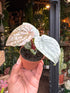 An Anthurium Luxurians plant in front of Urban Tropicana’s Plant Shop in Chiswick London
