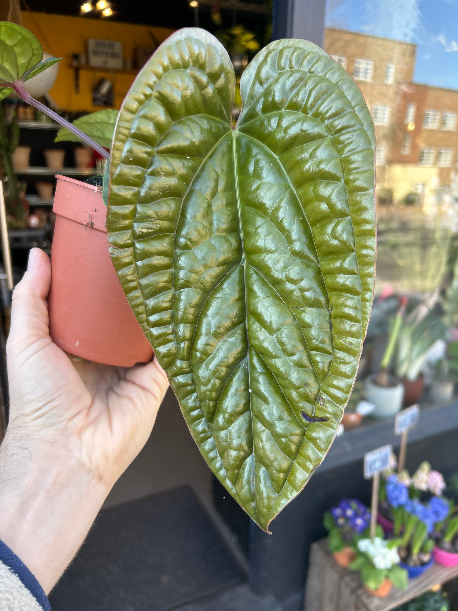 An Anthurium Luxurians X Radicans plant in front of Urban Tropicana’s Plant Shop in Chiswick London