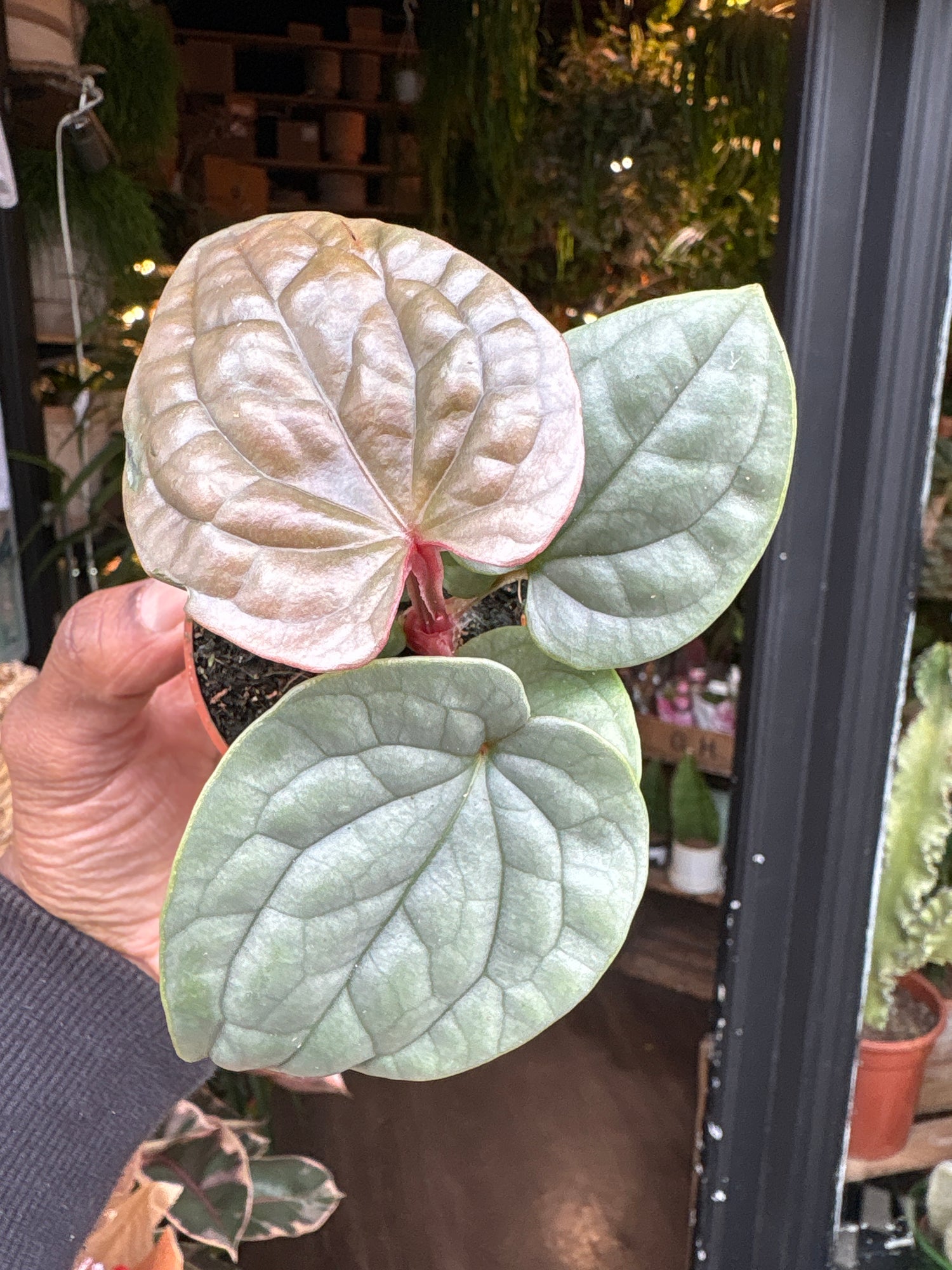 An Anthurium Luxurians plant in front of Urban Tropicana’s Plant Shop in Chiswick London