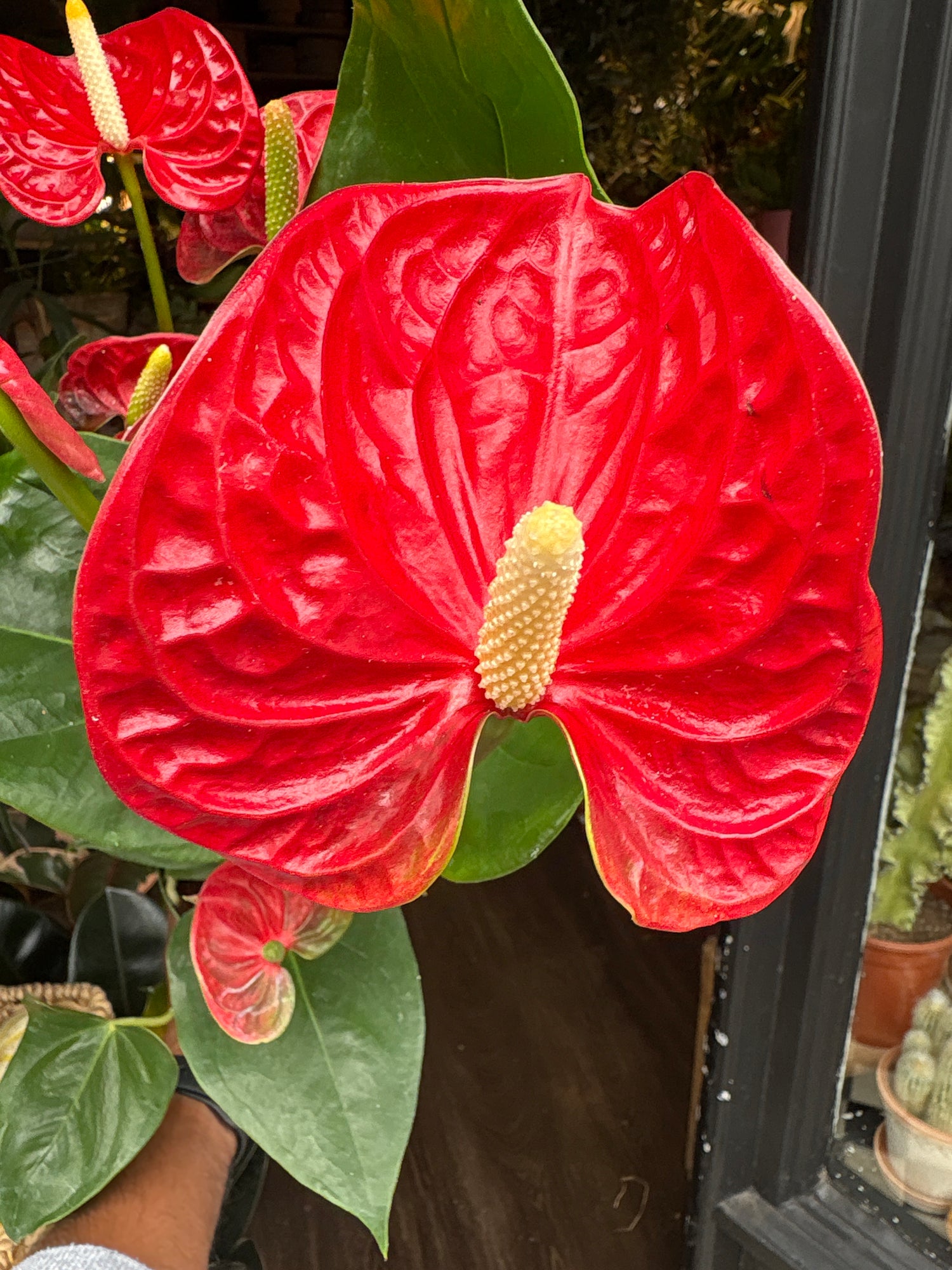 An Anthurium Madural Red plant in front of Urban Tropicana’s Plant Shop in Chiswick London