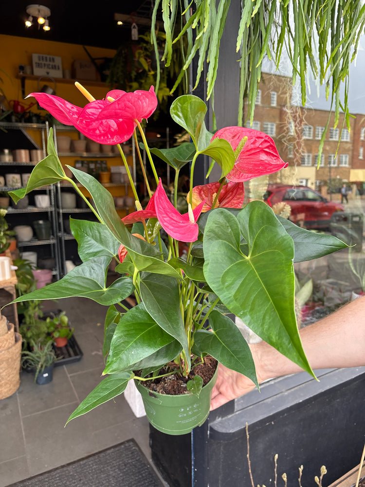 An Anthurium Maine Pink plant in front of Urban Tropicana’s Plant Shop in Chiswick London