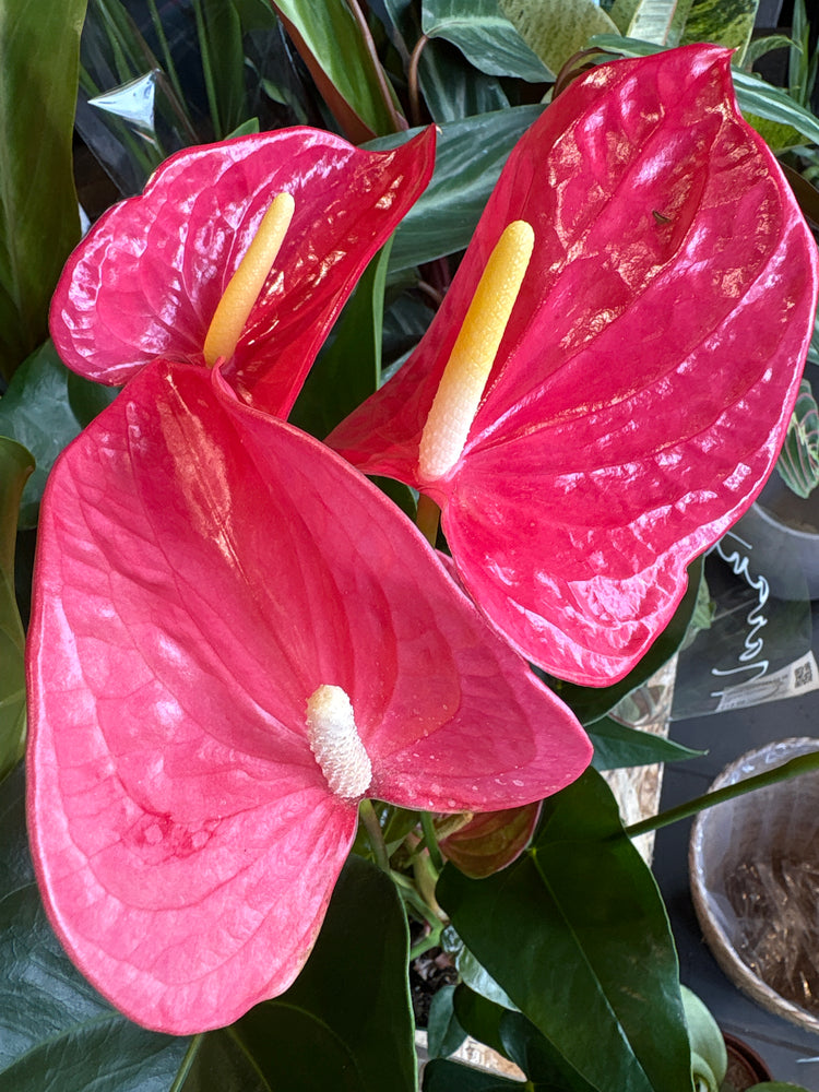 An Anthurium Maine Pink plant in front of Urban Tropicana’s Plant Shop in Chiswick London