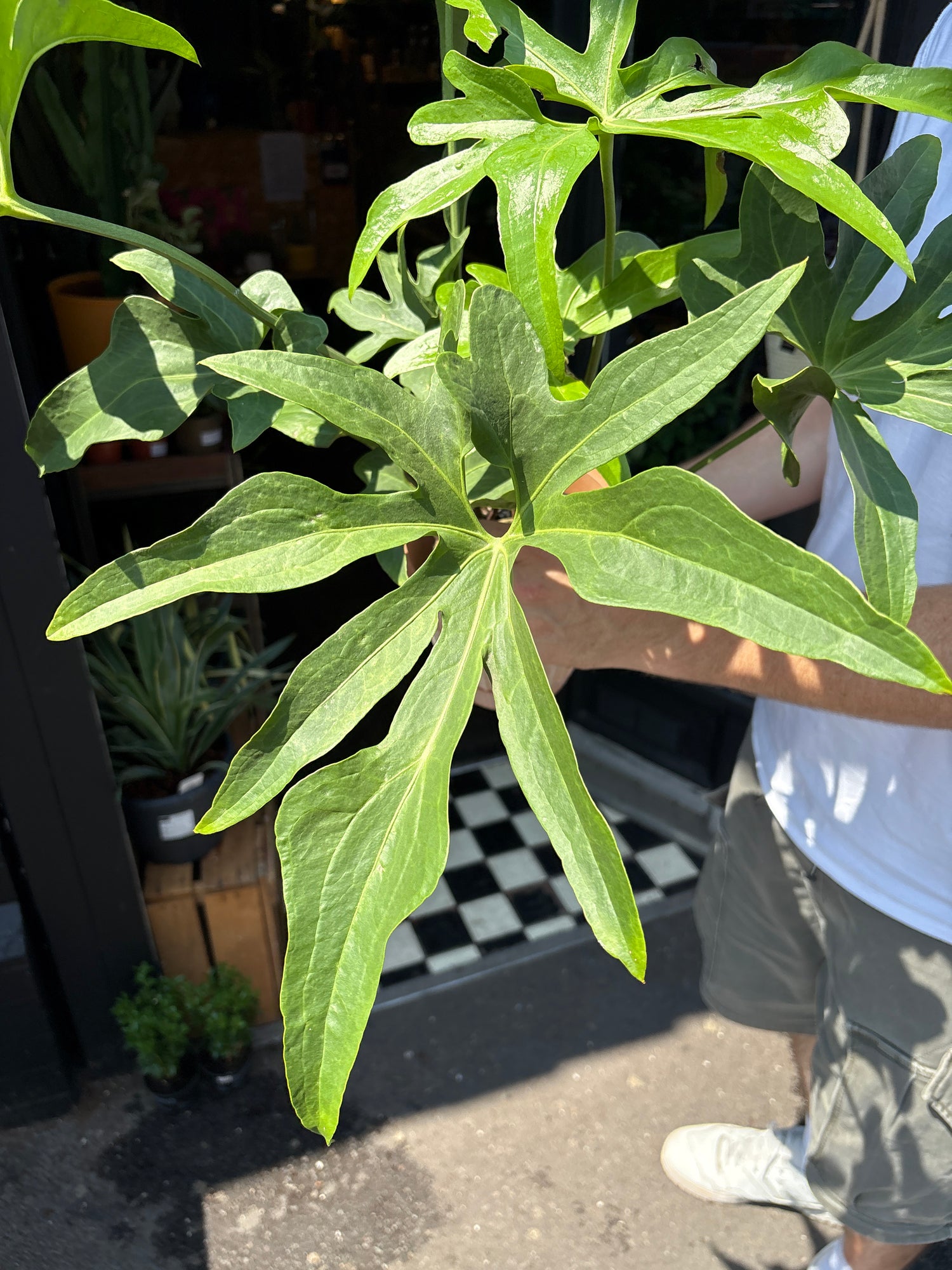 An Anthurium Podophyllum plant in front of Urban Tropicana’s Plant Shop in Chiswick London