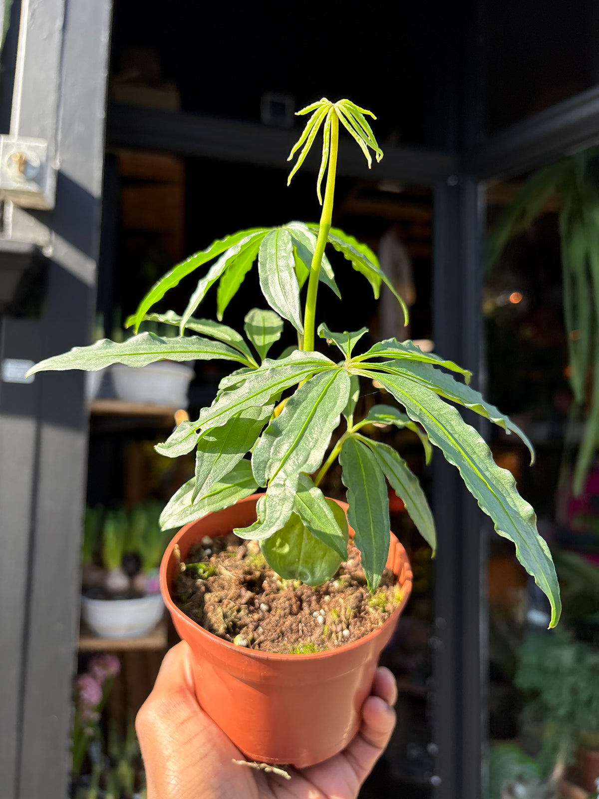 Anthurium polyschistum rare finger-leaf aroid plant in a nursery pot at Urban Tropicana plant shop in Chiswick, London.