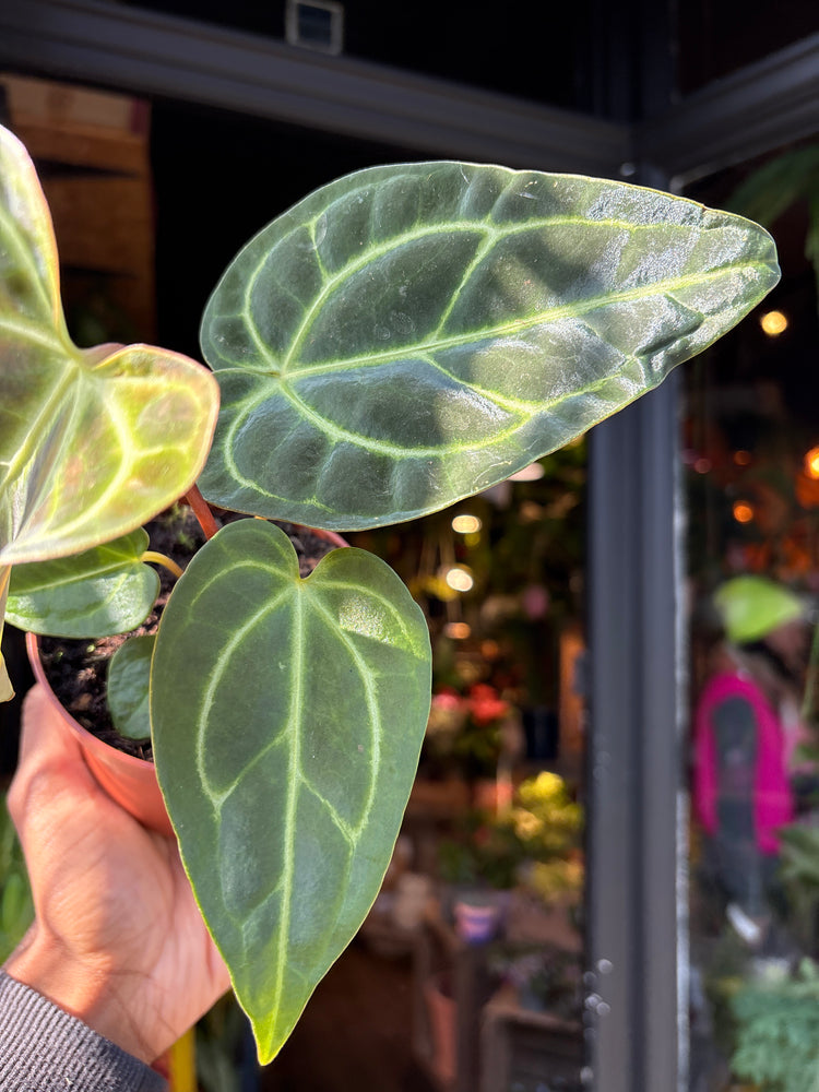 Anthurium regale rare velvet aroid plant displayed at Urban Tropicana plant shop in Chiswick, London.