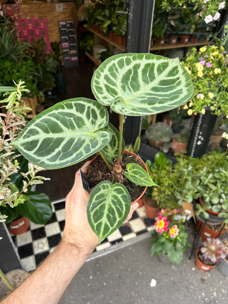 A Anthurium Silver Blush plant also known as a Anthurium Crystallinum plant in front of Urban Tropicana&