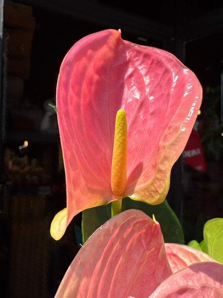 A Anthurium ‘Sweet Dream’ plant, also know as Pink Flamingo Flower, in the Plant Shop in Chiswick London