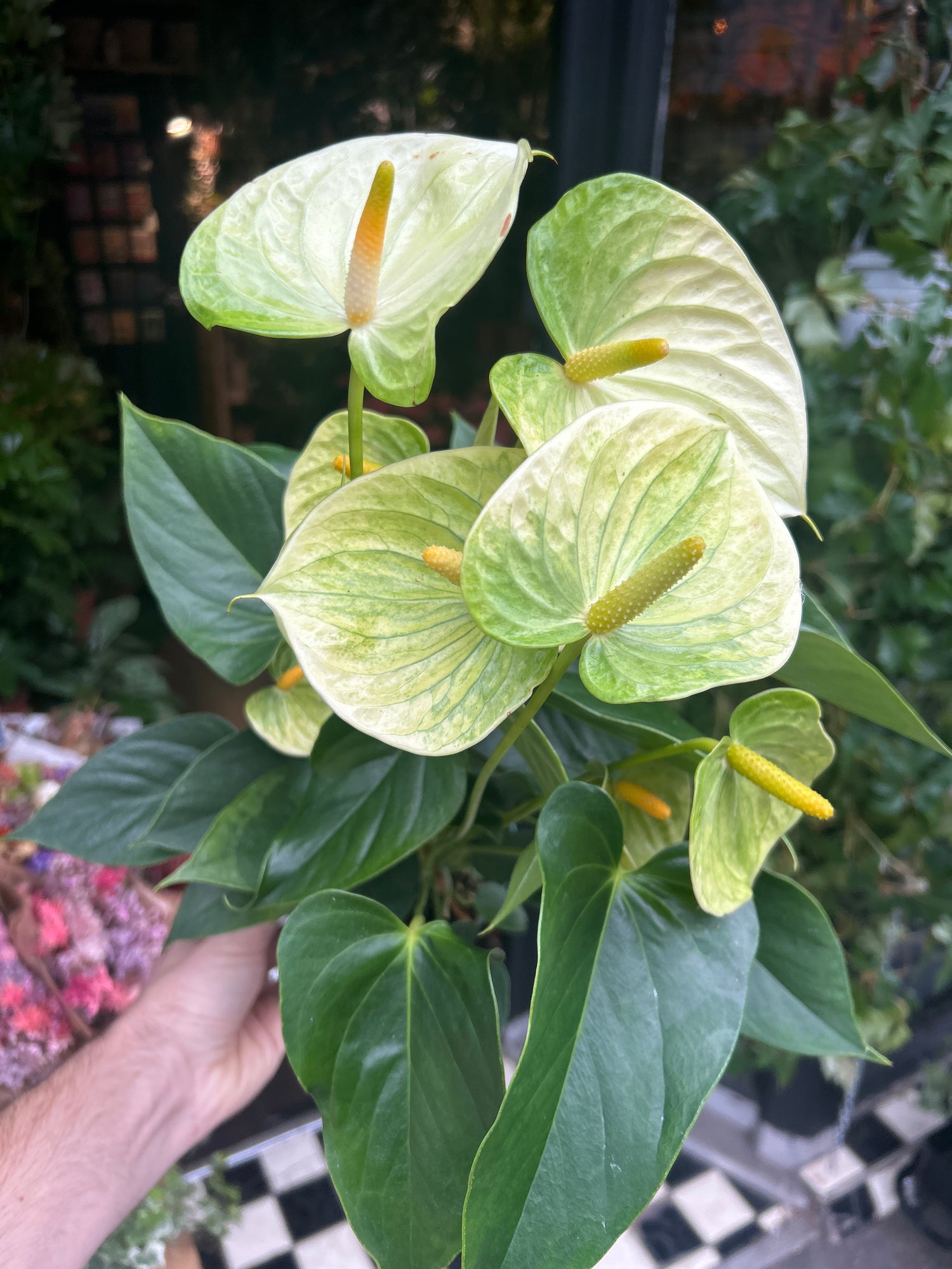 An Anthurium Vanilla Champion plant in front of Urban Tropicana’s Plant Shop in Chiswick London