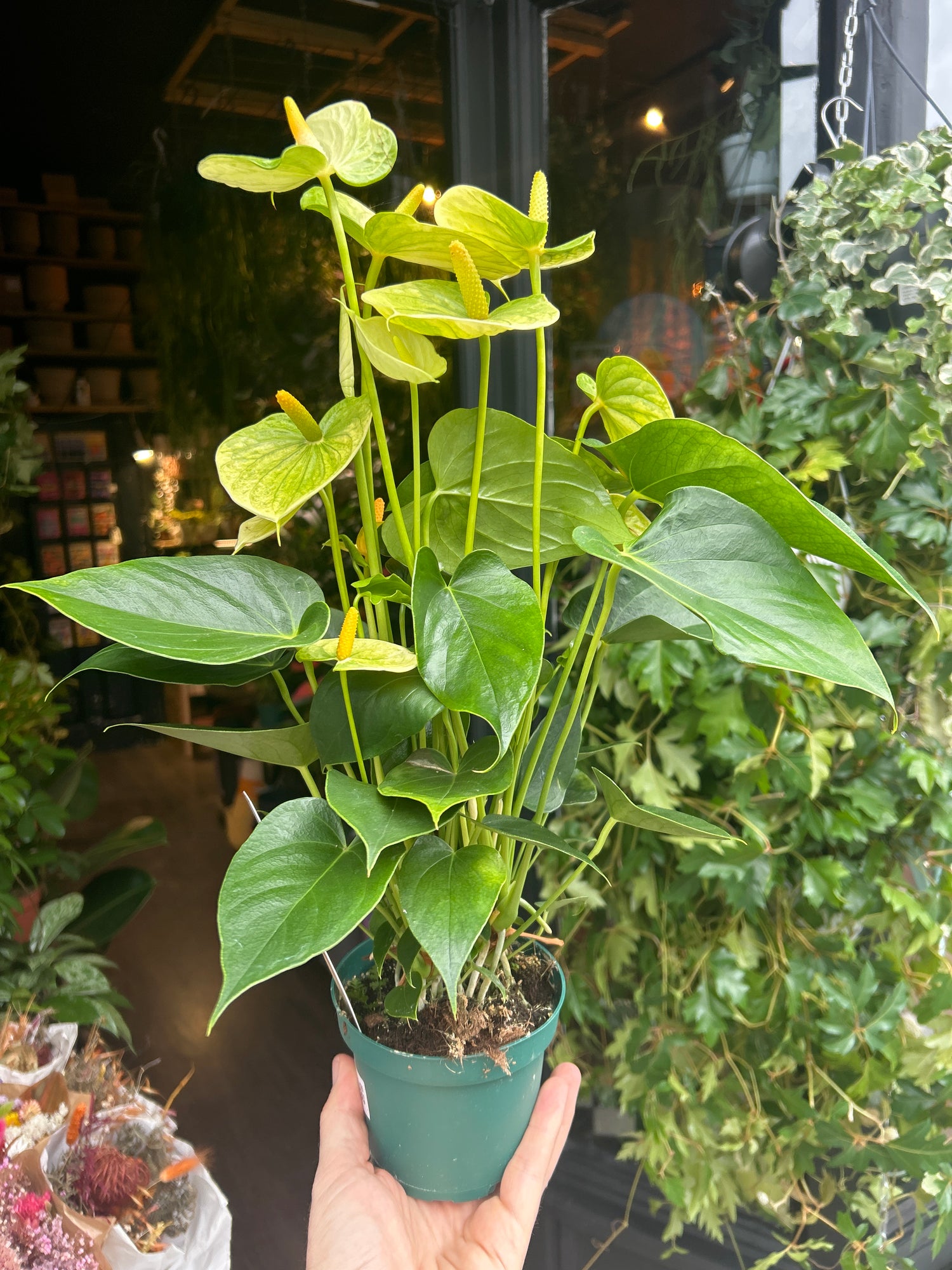 An Anthurium Vanilla Champion plant in front of Urban Tropicana’s Plant Shop in Chiswick London