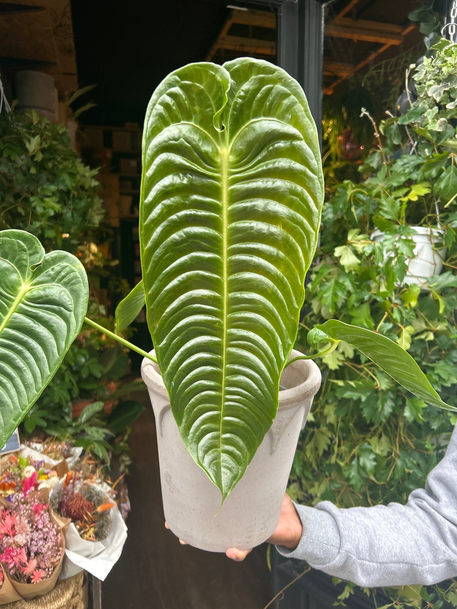 Large green Anthurium Veitchi leaf held by a person outside Urban Tropicana, Chiswick