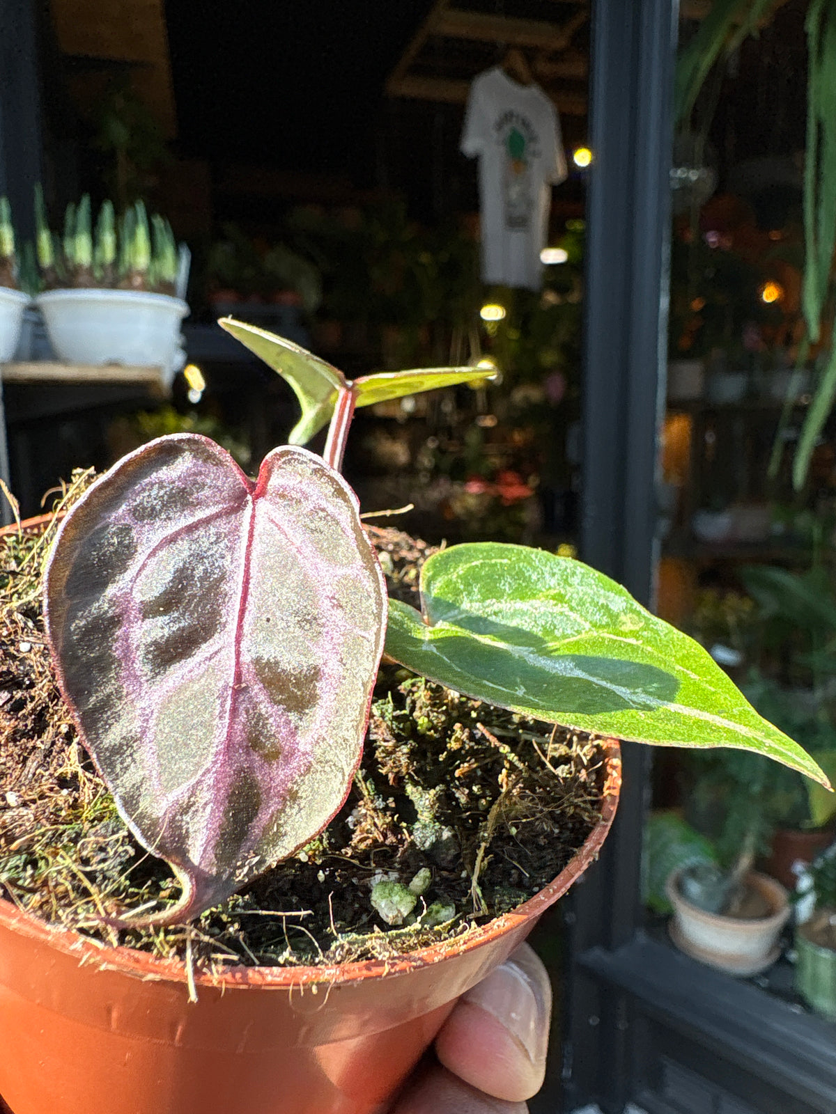 Anthurium Zara × Michelle × Red Crystallinum hybrid velvet aroid plant displayed at Urban Tropicana plant shop in Chiswick, London.