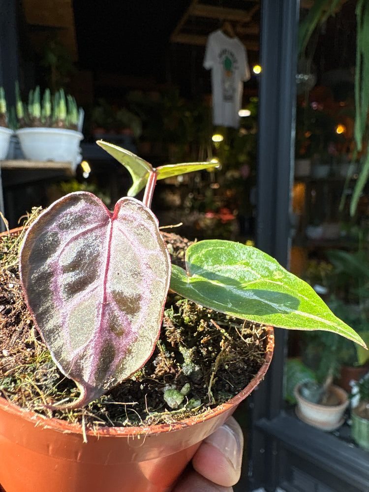 Anthurium Zara × Michelle × Red Crystallinum hybrid velvet aroid plant displayed at Urban Tropicana plant shop in Chiswick, London.