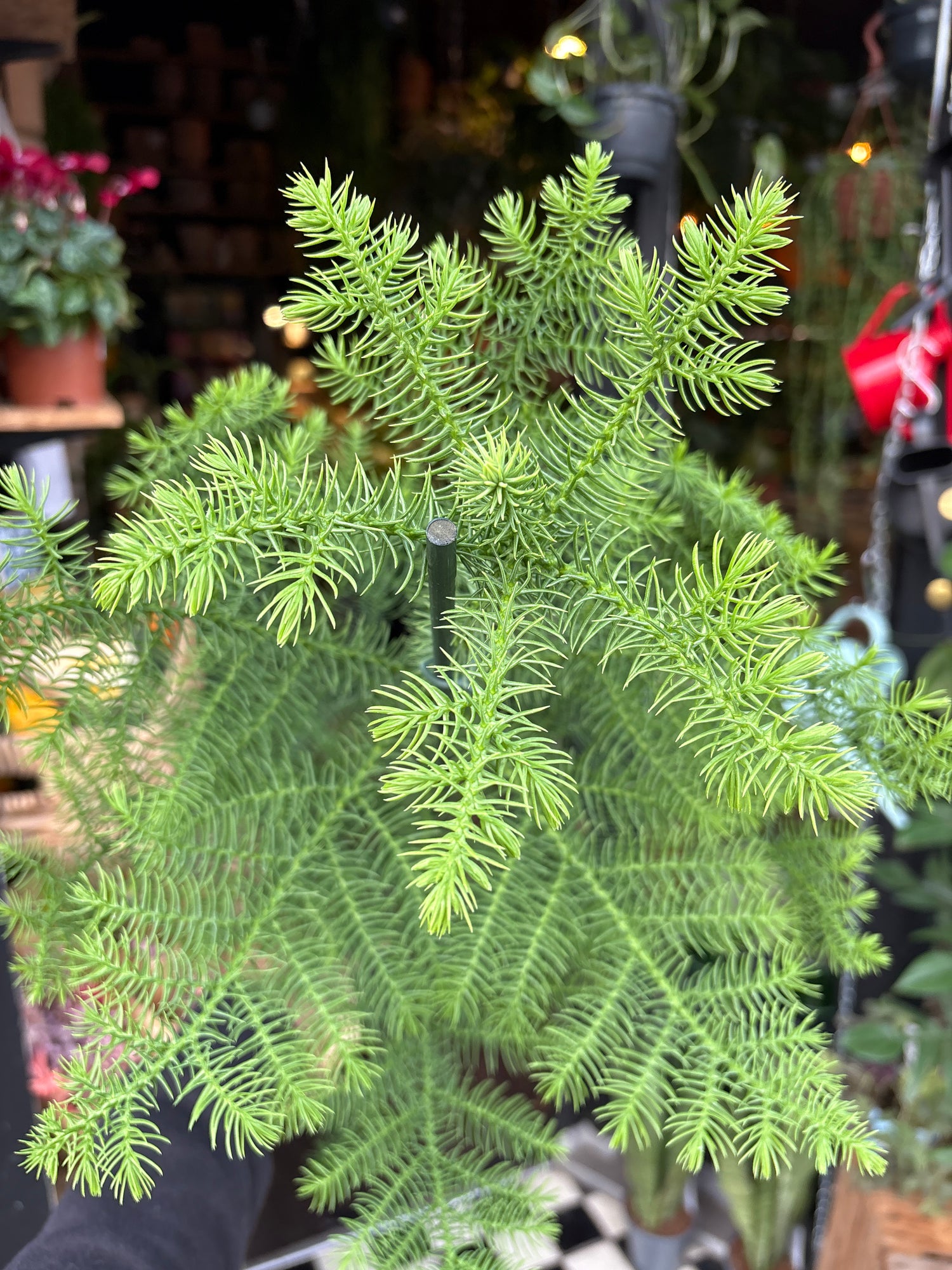 A Araucaria Heterophylla plant in front of Urban Tropicana’s Plant Shop in Chiswick London