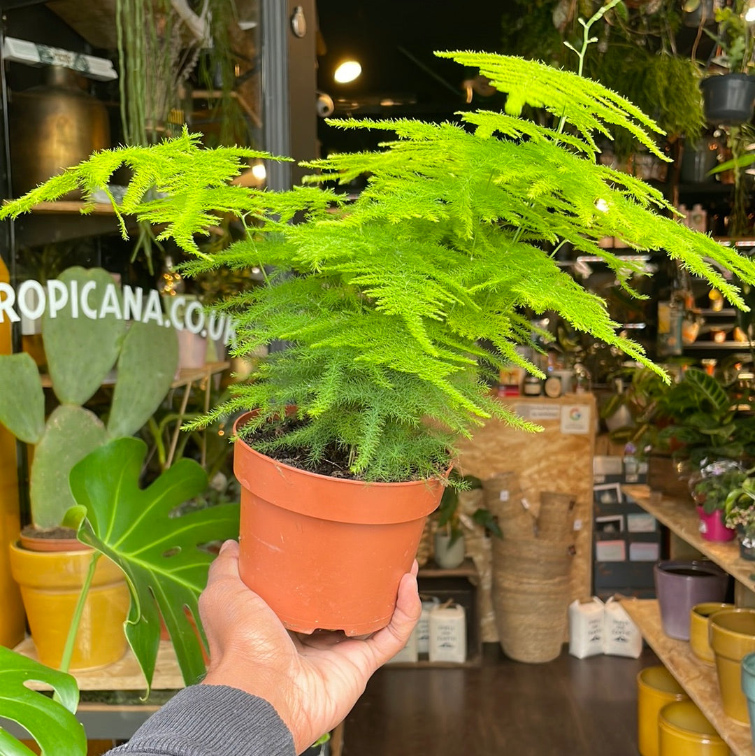 An Asparagus Setaceus plant also know as a Asparagus Fern in front of Urban Tropicana&