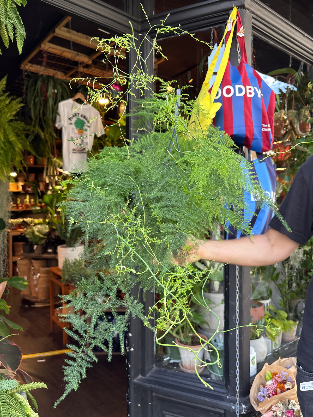 Asparagus setaceus (Asparagus Fern) in 19cm hanging pot outside Urban Tropicana plant shop in Chiswick, London