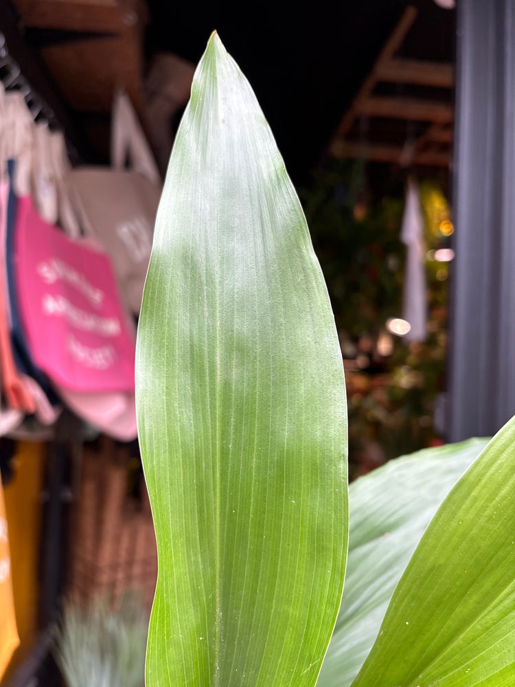 A Aspidistra Elatior also known as a Cast Iron plant in front of Urban Tropicana’s plant shop in Chiswick, London