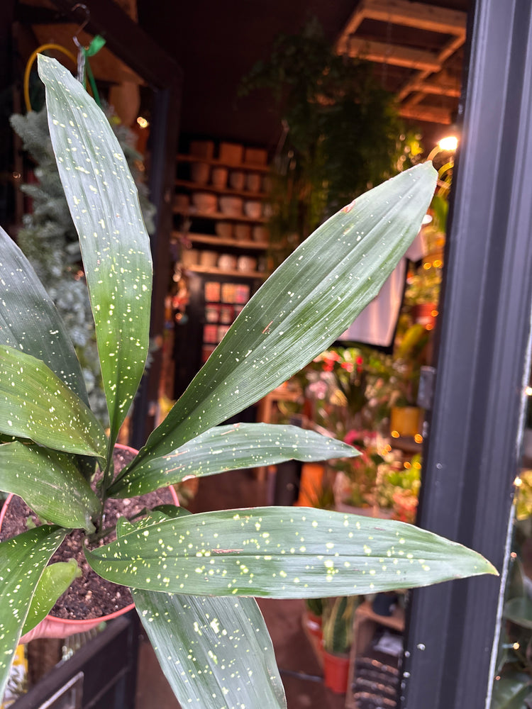 An Aspidistra elatior ‘Milky Way’ in front of Urban Tropicana’s Plant Shop in Chiswick London
