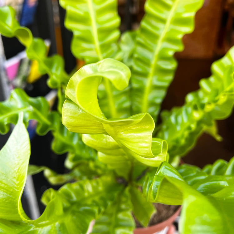 An Asplenium Nidus plant also know as a Asplenium ‘Crispy Wave’ in front of Urban Tropicana&