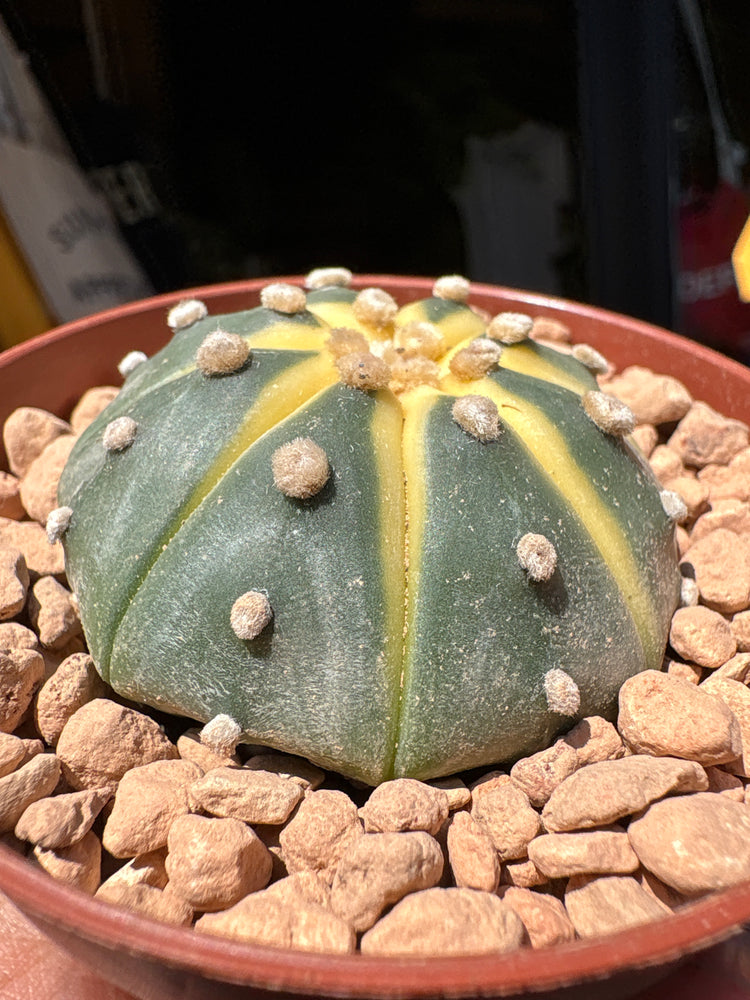 An Astrophytum Asterias Variegata plant in front of Urban Tropicana’s plant shop in Chiswick, London