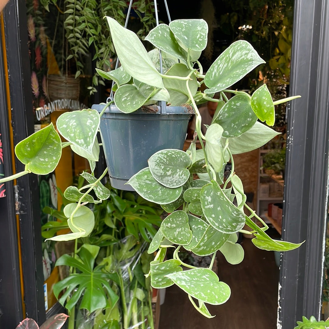 A Scindapsus Silvery Ann plant also known as a Silver Satin 
Pothos in front of Urban Tropicana&