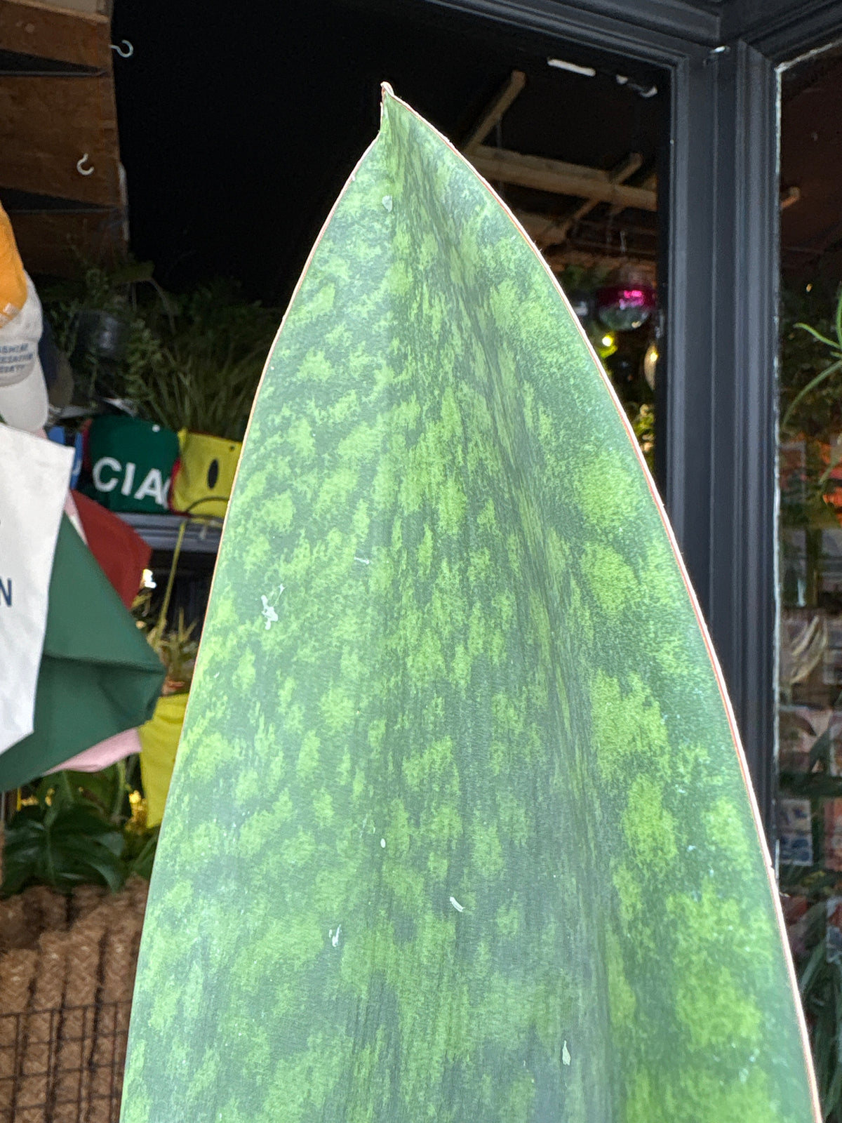 Sansevieria Whale Fin | 14cm pot