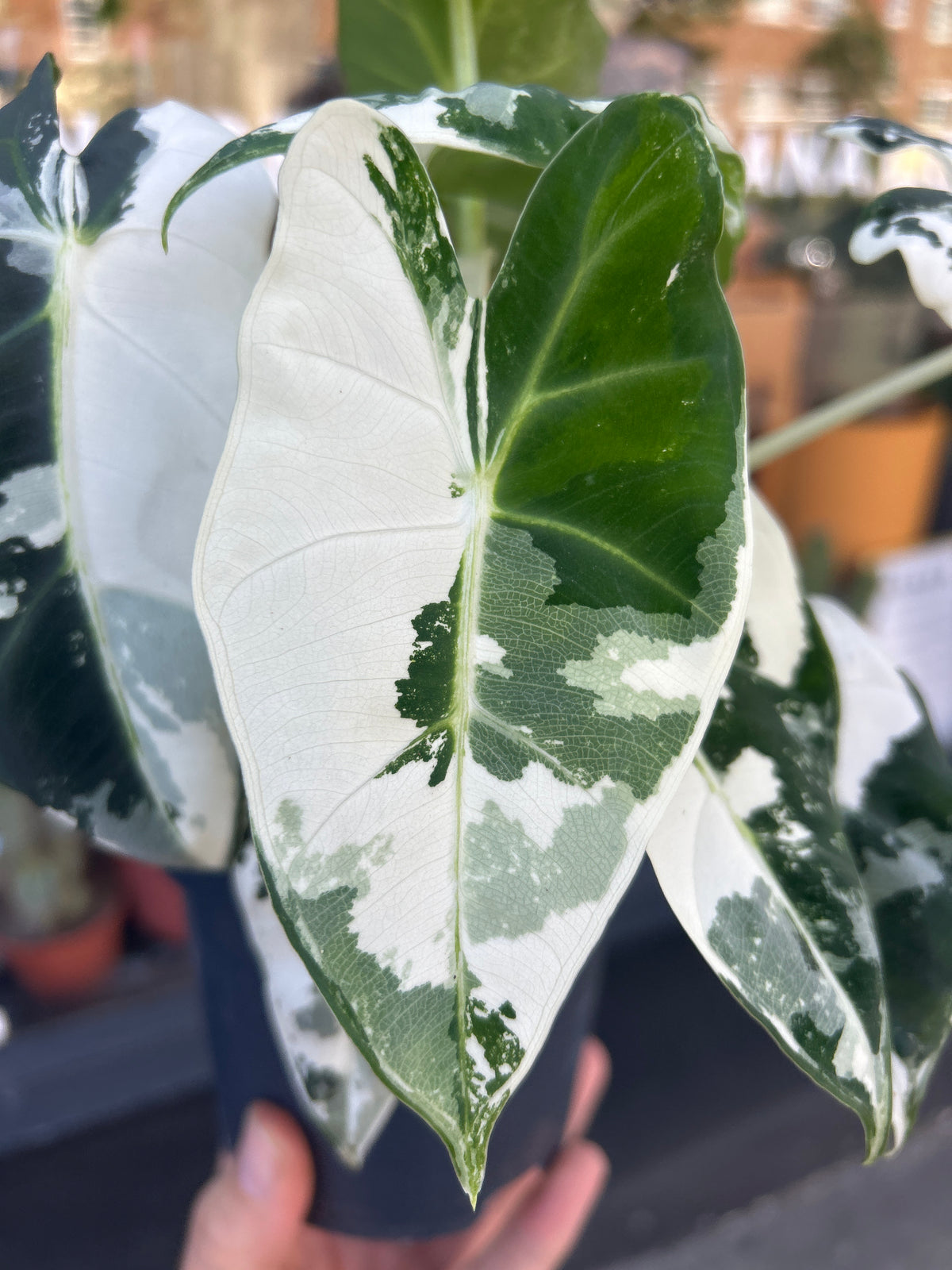 Alocasia Frydek Variagata | 14cm pot