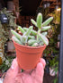 A Delosperma Echinatum plant also known as a Pickle plant in front of Urban Tropicana&
