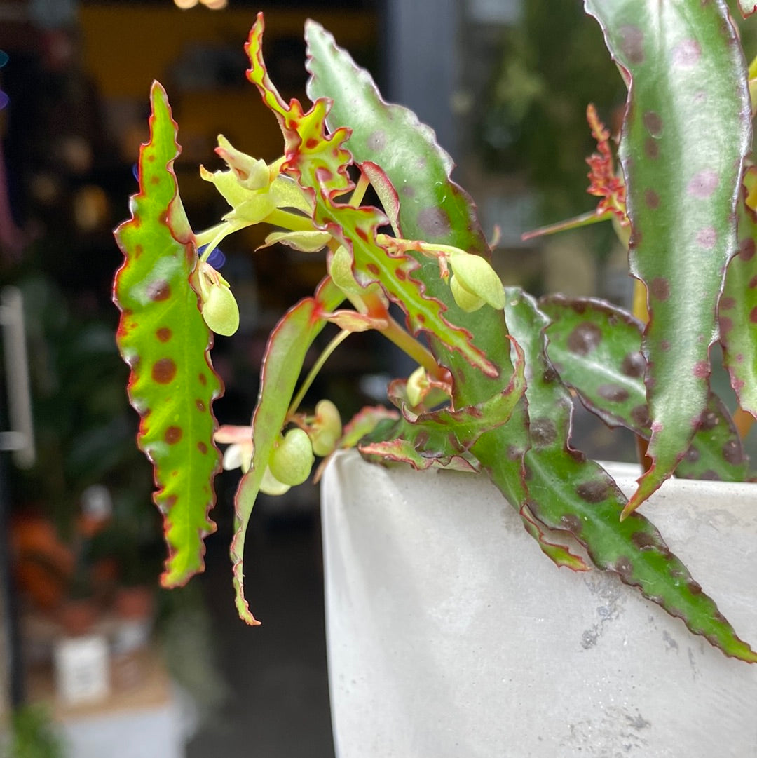 A Begonia Amphioxis plant also know as a Red Butterfly Begonia in front of Urban Tropicana&