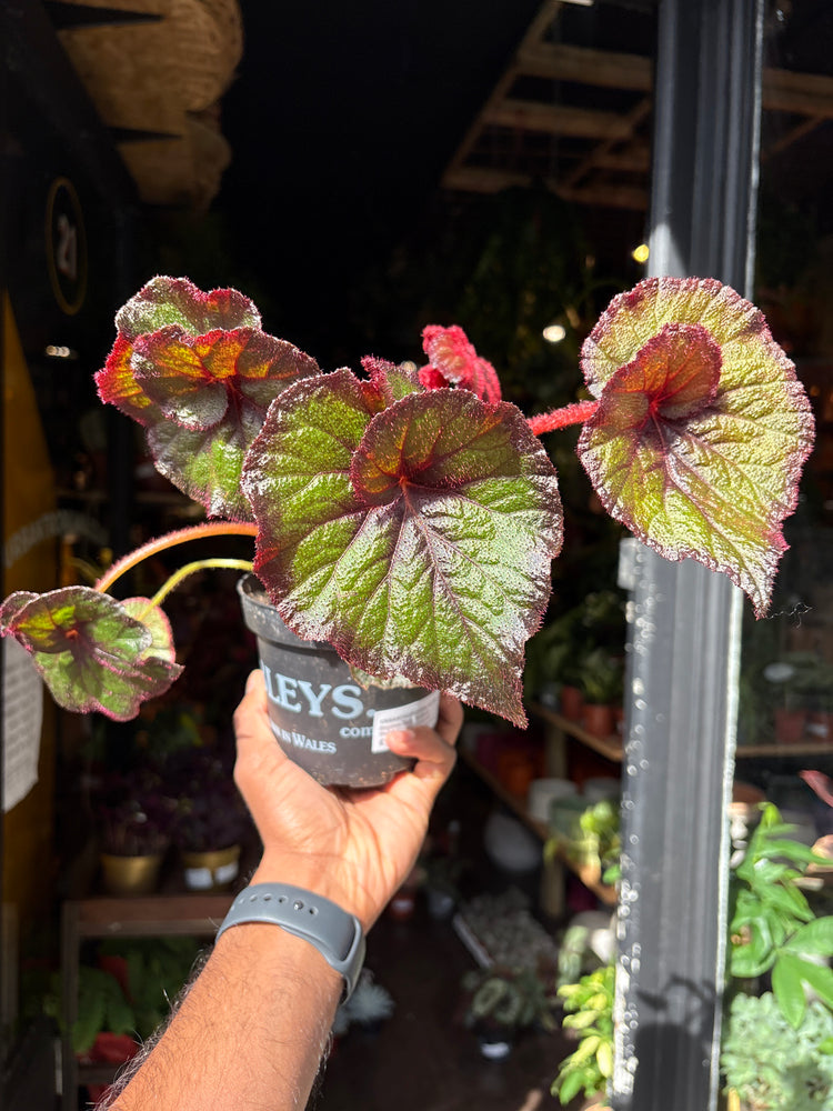 A Begonia Curly Fireflush plant in front of Urban Tropicana’s Plant Shop in Chiswick London