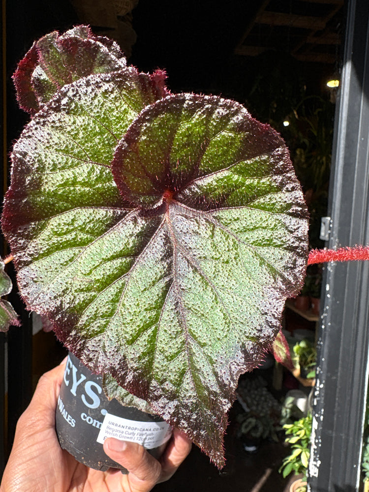A Begonia Curly Fireflush plant in front of Urban Tropicana’s Plant Shop in Chiswick London