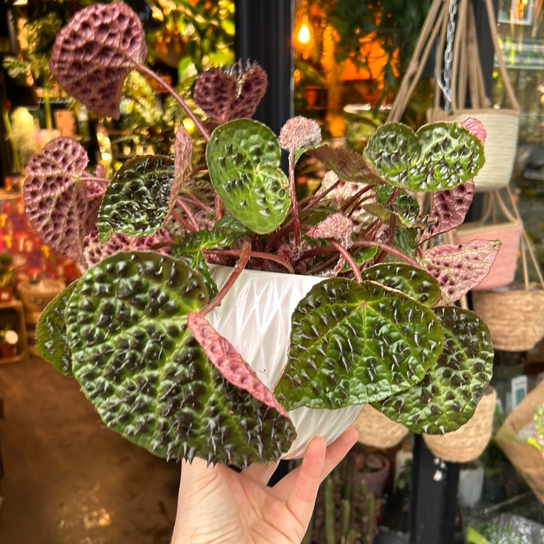 A Begonia Ferox plant also known as a Fierce Begonia in front of Urban Plant Shop in Chiswick London
