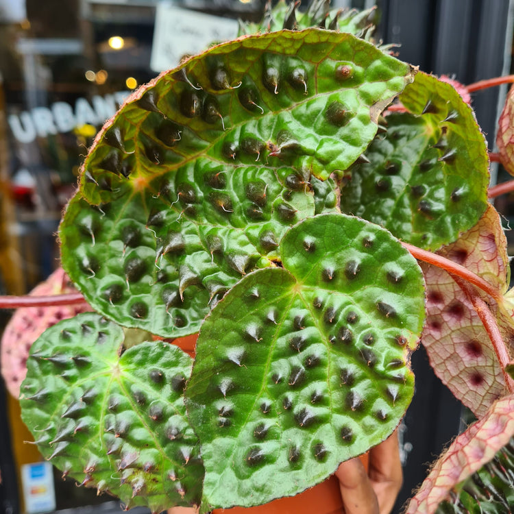 A Begonia Ferox plant also known as a Fierce Begonia in front of Urban Plant Shop in Chiswick London
