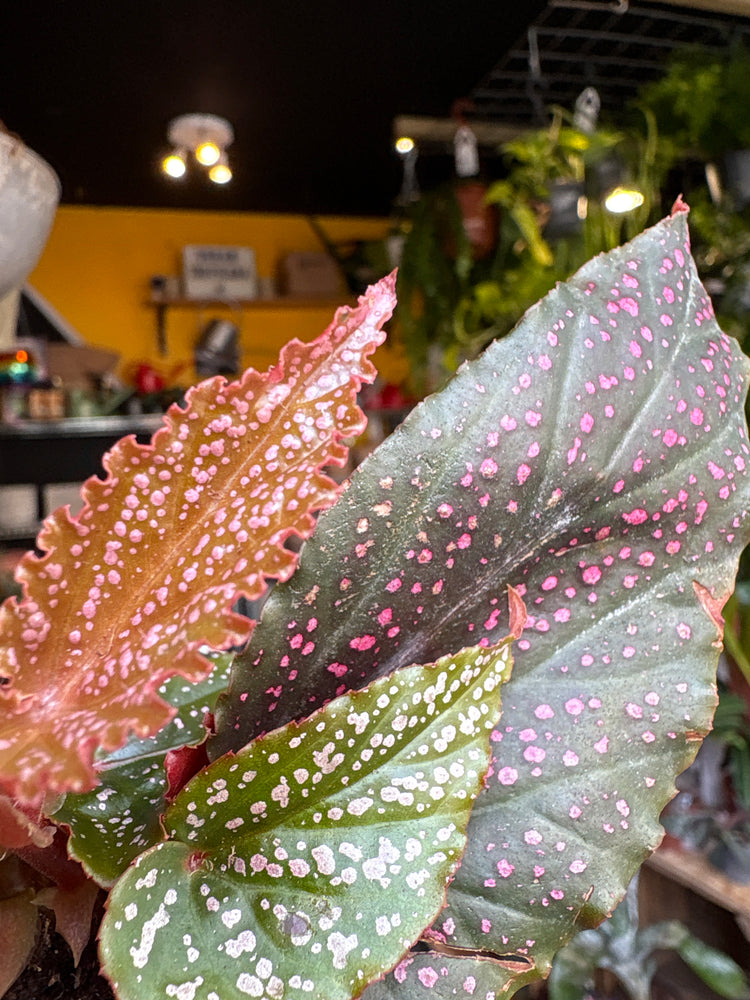 A Begonia Maculata Pink Spot plant in front of Urban Tropicana’s Plant Shop in Chiswick London