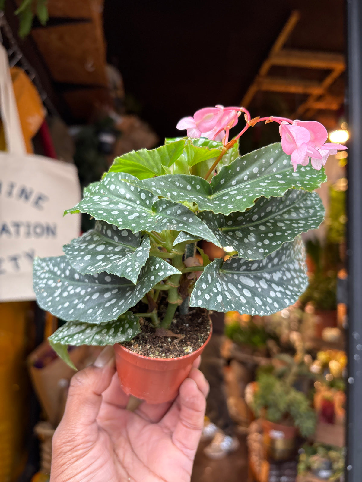 Begonia Maculata Silverspot in 6cm pot outside Urban Tropicana plant shop in Chiswick, London